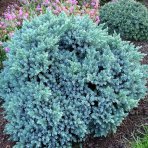 Borievka šupinatá (Juniperus squamata) ´BLUE STAR´ - ∅ 10-15 cm, kont. C3L